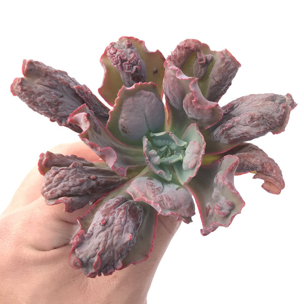 Echeveria 'Linguas' 3"-4" Succulent Plant