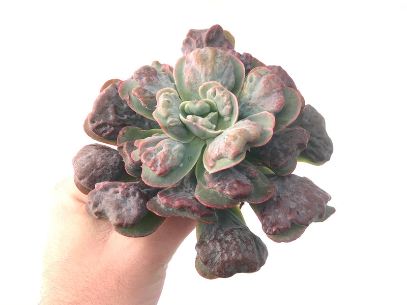 Echeveria 'Hearts Delight' Large 7"+ Carunculated Succulent Plant