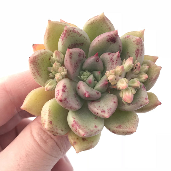 Echeveria Arje 2” Rare Succulent Plant