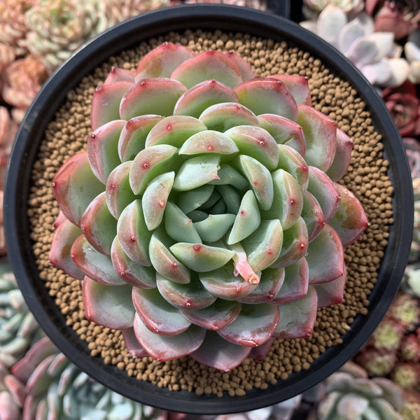 Echeveria sp. 4"-5" Succulent Plant