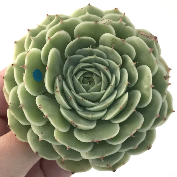 Echeveria 'Southern Bell' 4" Large Succulent Plant