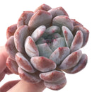 Echeveria 'Orange Monroe' 3" Powdery Succulent Plant