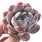 Echeveria 'Orange Monroe' 3" Powdery Succulent Plant