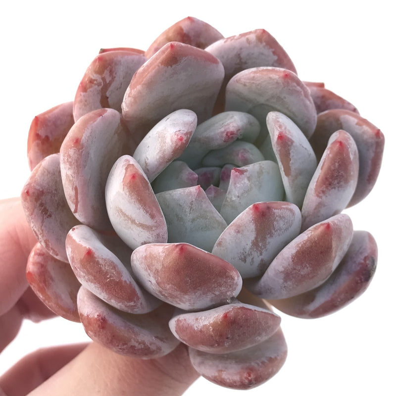 Echeveria 'Orange Monroe' 3" Powdery Succulent Plant