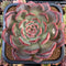 Echeveria 'Glam Pink' 6" Extremely LARGE Succulent Plant