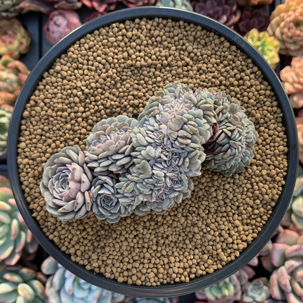 Echeveria 'Tuxpan' Crested 5" Succulent Plant