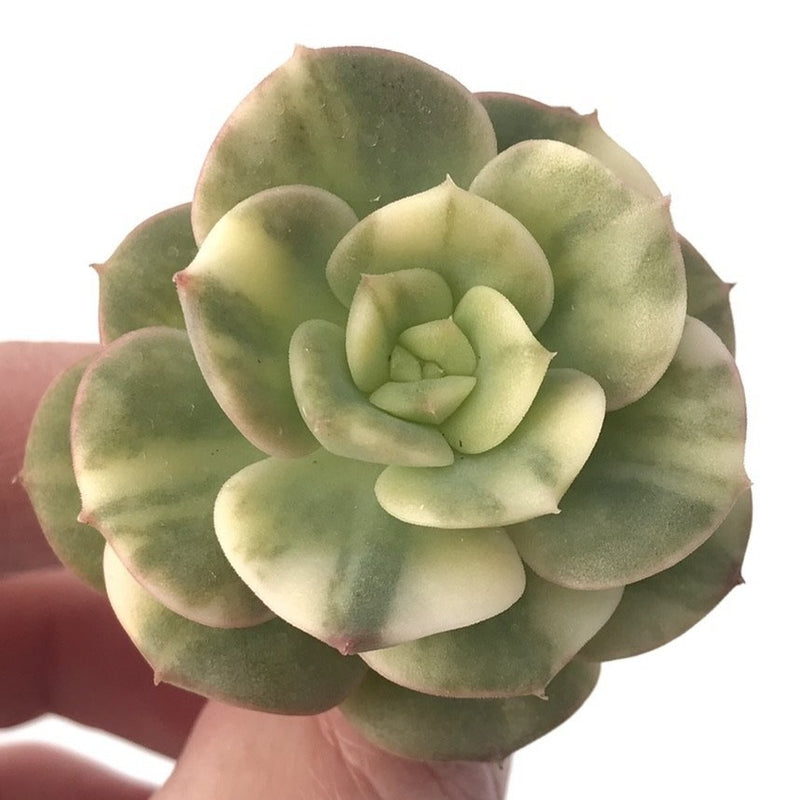 Echeveria 'Nicksana' Variegated 1"-2" Succulent Plant