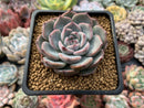 Echeveria 'Keralean' 2" Succulent Plant