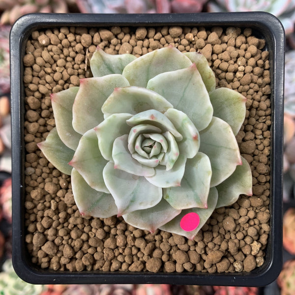 Echeveria 'Silver Queen' Variegated 2" Succulent Plant