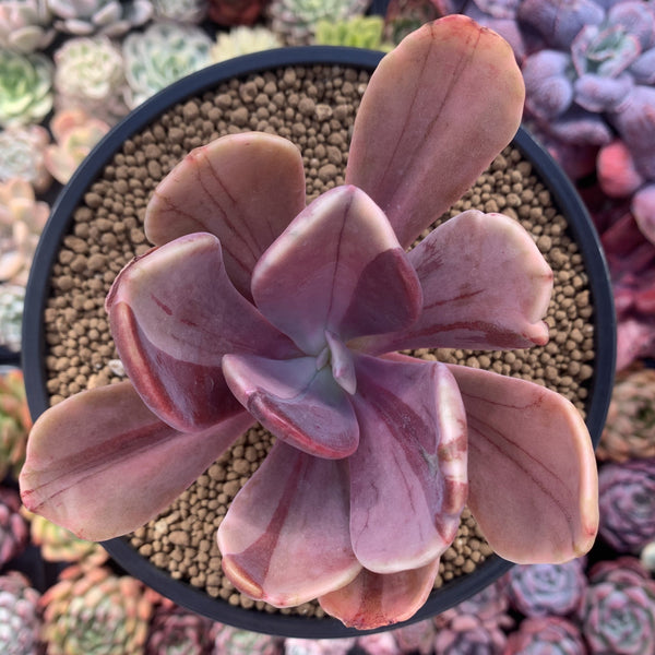 Echeveria 'Pampoteus' Variegated 4" (Not Jocelyn's Joy Variegated) Succulent Plant