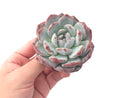 Echeveria 'Orange Monroe' 4" Powdery Succulent Plant