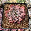 Echeveria 'Trumpet Pinky' 2"-3” Succulent Plant