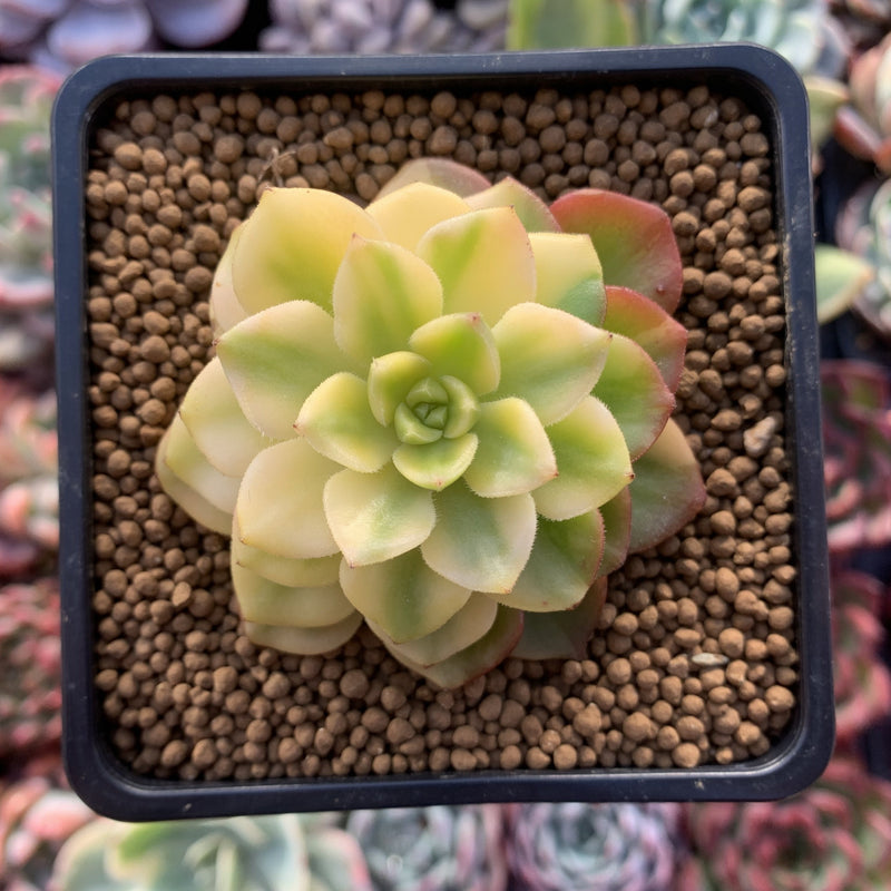 Sedeveria 'Letiza' Variegated 2" Succulent Plant