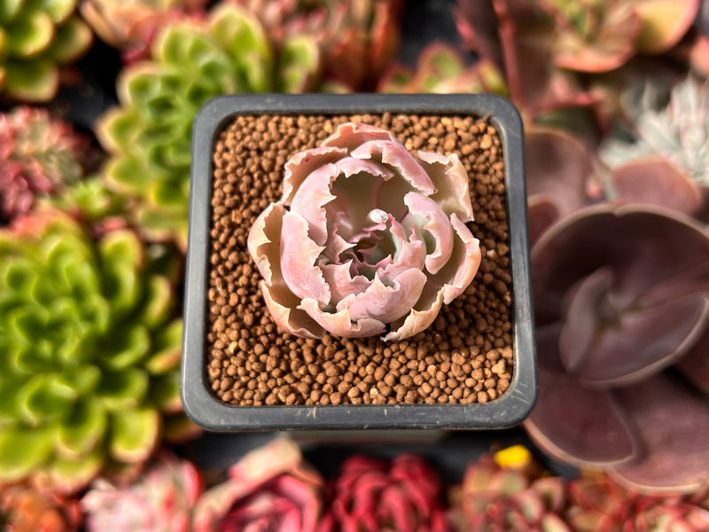 Echeveria 'Apricot' 1" Succulent Plant