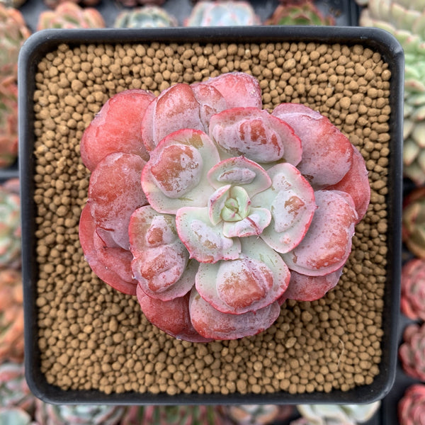 Echeveria 'Hearts Delight' 3" Succulent Plant