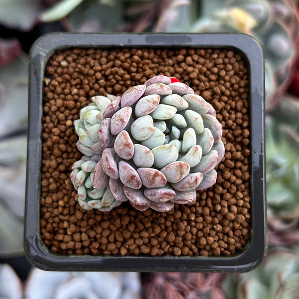 Echeveria 'Amoena' 1" Cluster Succulent Plant