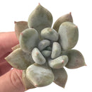 Echeveria 'Snow Queen' 2" Succulent Plant