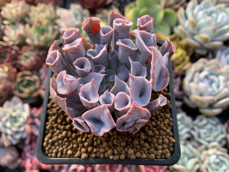 Echeveria 'Trumpet Pinky' 3" Succulent Plant