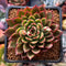 Echeveria sp. 2" Succulent Plant