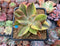 Graptoveria 'Fred Ives' Variegated 3" Succulent Plant