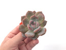 Echeveria 'Hosikage' 2"-3" Powdery Succulent Plant