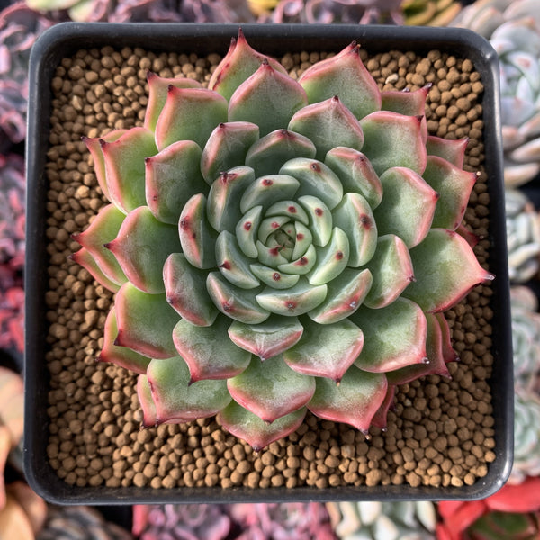 Echeveria 'Morikone' 4" Succulent Plant