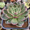 Echeveria 'White Champaign' 6" Extra LARGE Succulent Plant