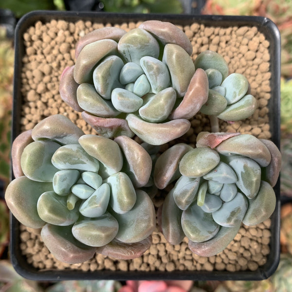 Pachyphytum 'Mureleri' 3"-4" Cluster Succulent Plant