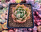 Echeveria Agavoides 'Timothy' 2"-3" Succulent Plant