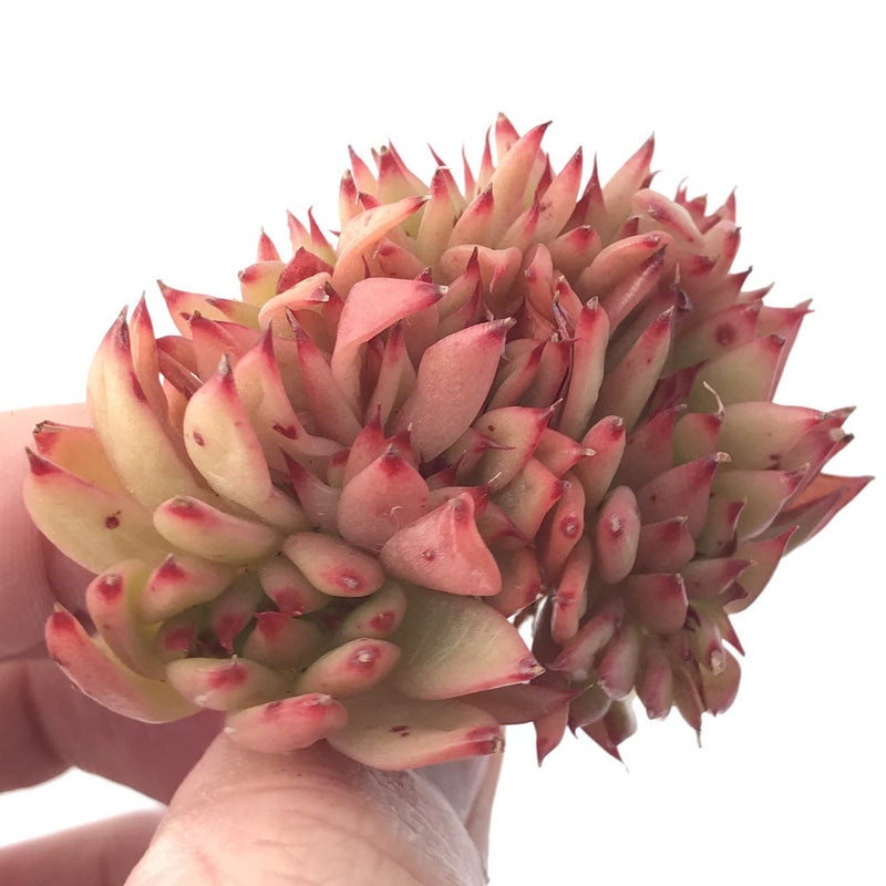 Echeveria Agavoides 'Ebony' Crested 2" Succulent Plant