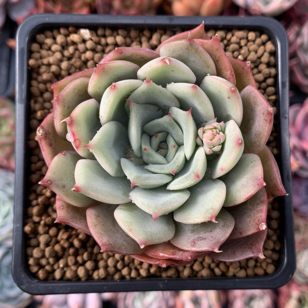 Echeveria 'Gemini' New Hybrid 2"-3" Succulent Plant