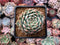 Echeveria 'Tippy' 3" Succulent Plant