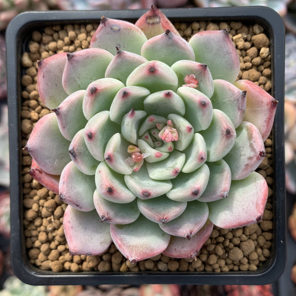 Echeveria 'Jackal' 3" Succulent Plant