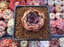 Echeveria 'Mirine' 2" Succulent Plant