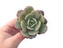 Echeveria 'Soul Mint' 3" Succulent Plant