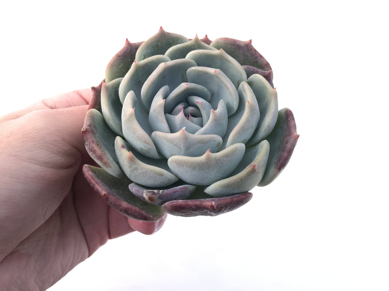 Echeveria 'Rosanna' 3"-4" Powdery Succulent Plant