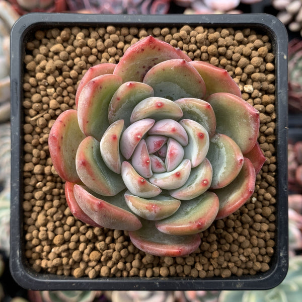 Echeveria 'Prada' 2"-3" Succulent Plant