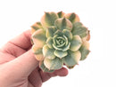 Echeveria Bluette Variegated 3” Rare Succulent Plant