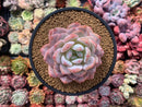 Echeveria 'Orange Monroe' 4" Succulent Plant