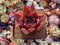 Echeveria Agavoides 'Mac Rising ' 3" Succulent Plant