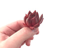 Echeveria Agavoides 'Giant Pink' Small 1" New Hybrid Succulent Plant