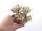 Echeveria 'Minibelle' Variegated Cluster 3"-4" Succulent Plant