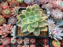 Graptoveria 'Harry Watson' Variegated 4" Succulent Plant