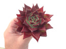 Echeveria Agavoides 'Luming' 4" Succulent Plant