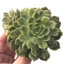 Echeveria 'Olivia' Variegated 4" Succulent Plant