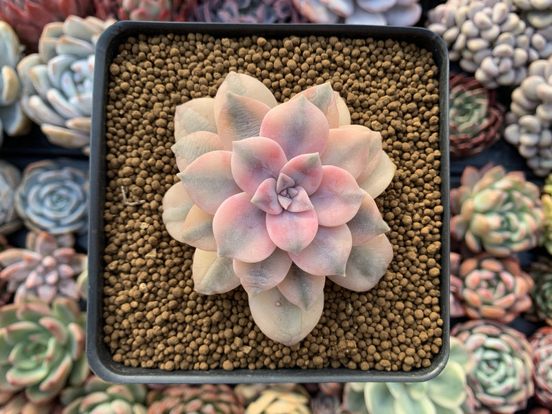 Quetzalcoatlia 'Pentandra Superba' Variegated 2" Succulent Plant (Formerly Graptopetalum 'Pentandrum Superbum' Variegated)