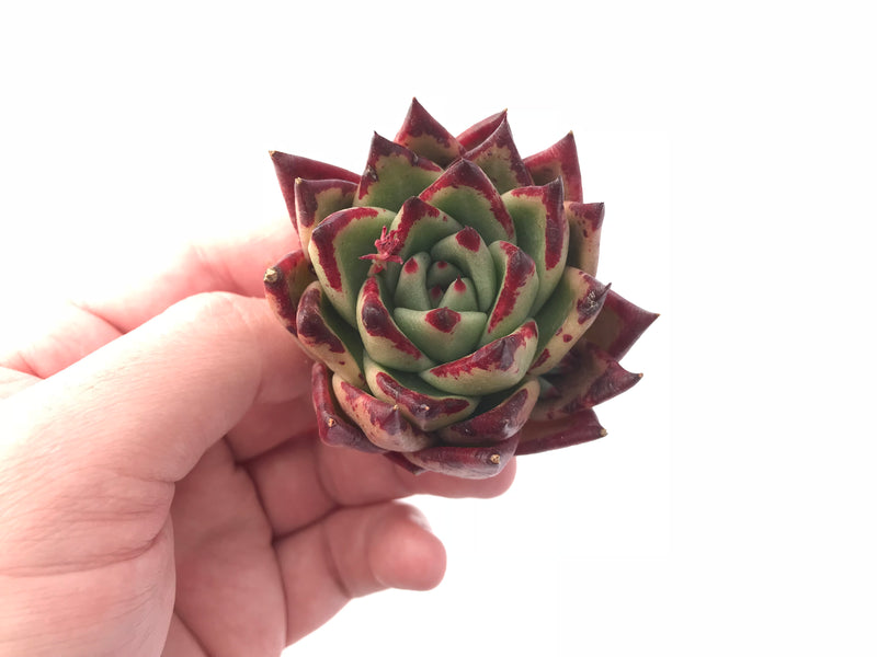 Echeveria Agavoides Ebony 2” Rare Succulent Plant