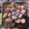 Graptoveria 'Ruby Donna' 2" Succulent Plant