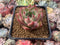 Echeveria Agavoides 'Derenceana' 2"-3" Succulent Plant