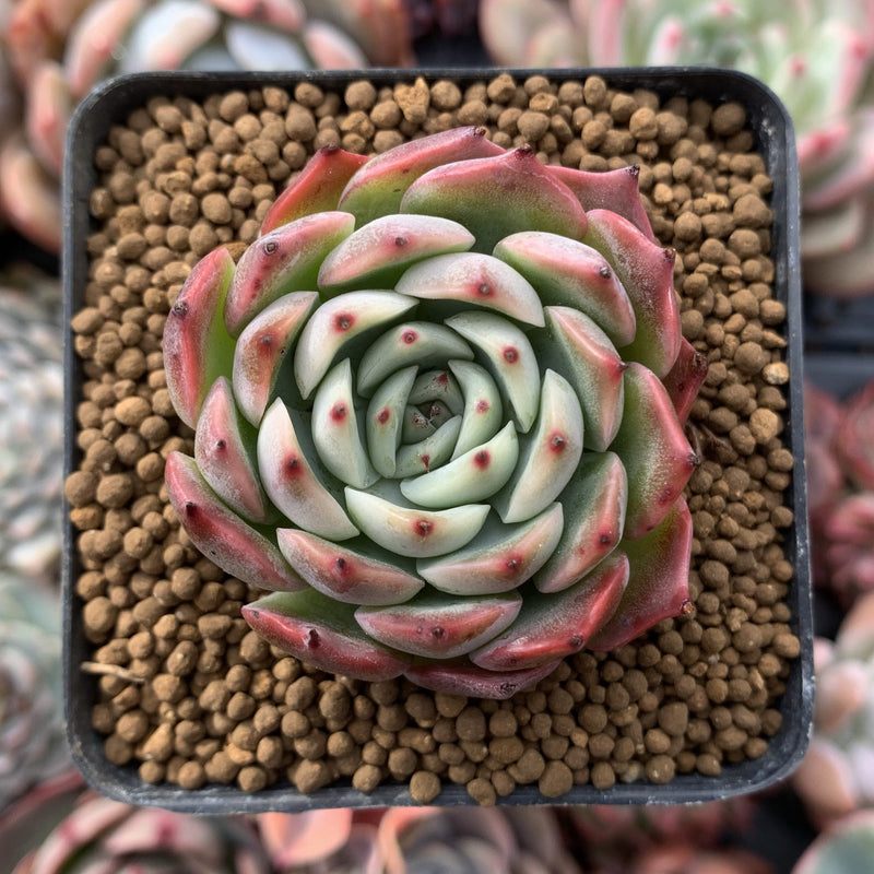 Echeveria 'Morikone' 1" Succulent Plant